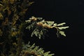 Leafy Sea Dragon Royalty Free Stock Photo