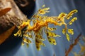 Leafy sea dragon Royalty Free Stock Photo