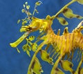Sea dragon Royalty Free Stock Photo