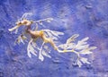 Leafy Sea Dragon Royalty Free Stock Photo