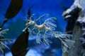 Leafy Sea Dragon Royalty Free Stock Photo