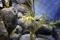 Leafy Sea Dragon Royalty Free Stock Photo