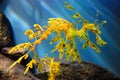 Leafy Sea Dragon at Monterey Bay Aquarium Royalty Free Stock Photo