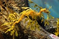 Leafy Sea Dragon at Monterey Bay Aquarium Royalty Free Stock Photo
