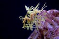 Leafy Sea Dragon