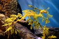 Leafy Sea Dragon at Monterey Bay Aquarium Royalty Free Stock Photo