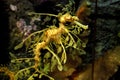 Leafy Sea Dragon at Monterey Bay Aquarium Royalty Free Stock Photo