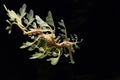 Leafy sea Horse dragon underwater Royalty Free Stock Photo