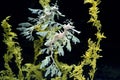 Leafy sea Horse dragon underwater Royalty Free Stock Photo