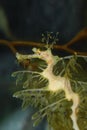 Leafy seadragon