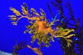 Leafy seadragon