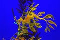 Leafy seadragon