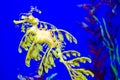 Leafy seadragon