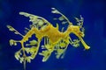 Leafy Seadragon Royalty Free Stock Photo