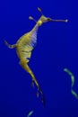 Leafy seadragon