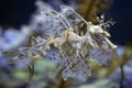 Leafy Seadragon