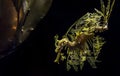 The leafy seadragon, Phycodurus eques