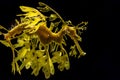 The leafy seadragon, Phycodurus eques Royalty Free Stock Photo