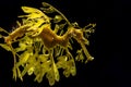 The leafy seadragon, Phycodurus eques