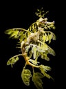 The leafy seadragon, Phycodurus eques