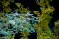 Yellow leafy seadragon Phycodurus eques