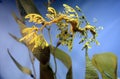 Leafy Seadragon (Seahorse)