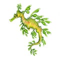 Leafy Seadragon Underwater Illustration Royalty Free Stock Photo