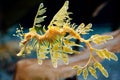 Leafy Seahorse