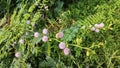 the leafy sensitive hairy mimosa pigra flowers on the stems. Royalty Free Stock Photo