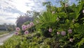 the leafy sensitive hairy mimosa pigra flowers on the stems. Royalty Free Stock Photo