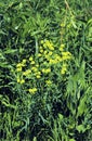 Leafy Spurge 43704