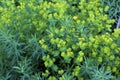 Leafy Spurge 44392