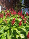 A leafy tiding for Any front garden