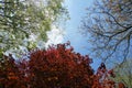 Leafy Tree Canopy Against A Blue Sky