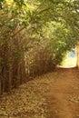 Leafy tree canopy and path Royalty Free Stock Photo