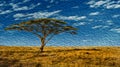 Leafy tree on the prairie of African savanna