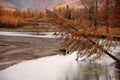 A leafy tree with yellowed needles bent over the sweat of the calm river flowing through the autumn valley