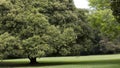 Leafy trees in park