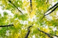 Leafy treetops
