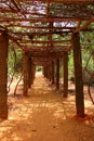 Leafy tunnel. Auroville