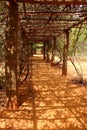 Leafy tunnel. Auroville