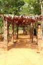 Leafy tunnel. Auroville