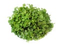 Leafy vegetable- Chickweed. Scientific name- Stellaria media. It is edible and nutritious and is used as a leafy vegetable.