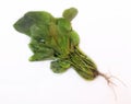 Leafy vegetable- Common sorrel or spinach dock. Scientific name- Rumex acetosa. Royalty Free Stock Photo