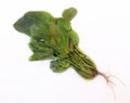 Leafy vegetable- Common sorrel or spinach dock. Scientific name- Rumex acetosa. Royalty Free Stock Photo