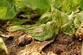 Leafy vegetable disease from bacteria