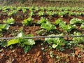 leafy vegetable field cultivation with fertigation system Royalty Free Stock Photo