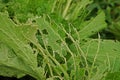 Leafy vegetable leaves` damage from worm Royalty Free Stock Photo