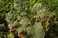 Leafy vegetable leaves` damage from worm Royalty Free Stock Photo