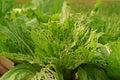 Leafy vegetable leaves` damage from worm Royalty Free Stock Photo